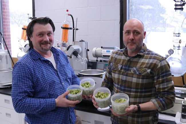 Federal research scientists Jason McCallum (left) and Aaron Mills (right), hold some of their harvested Maritimes wild hops varieties in a handout photo.THE CANADIAN PRESS/HO-Agriculture and Agri-Food Canada MANDATORY CREDIT