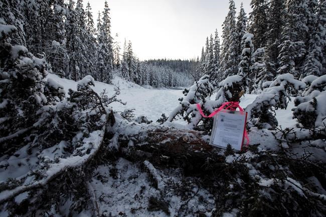A notice to clear the road from RCMP sits in a tree fell across the road block access to Gidimt'en checkpoint near Houston B.C., on Wednesday January 8, 2020. The Wet'suwet'en peoples are occupying their land and trying to prevent the Coastal GasLink pipeline from going through it. THE CANADIAN PRESS/Jason Franson
