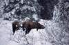 CP
The black market in moose meat is thriving in Manitoba.
