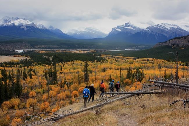 A vast section of Alberta backcountry once considered for a park is being overused by tens of thousands of campers who cut trees, strew garbage and trespass, says a provincial advisory committee. Two O'Clock Ridge near Cline River, Alta., is shown in this undated handout photo. THE CANADIAN PRESS/HO-Yellowstone to Yukon Conservation Initiative, Adam Linnard, *MANDATORY CREDIT*