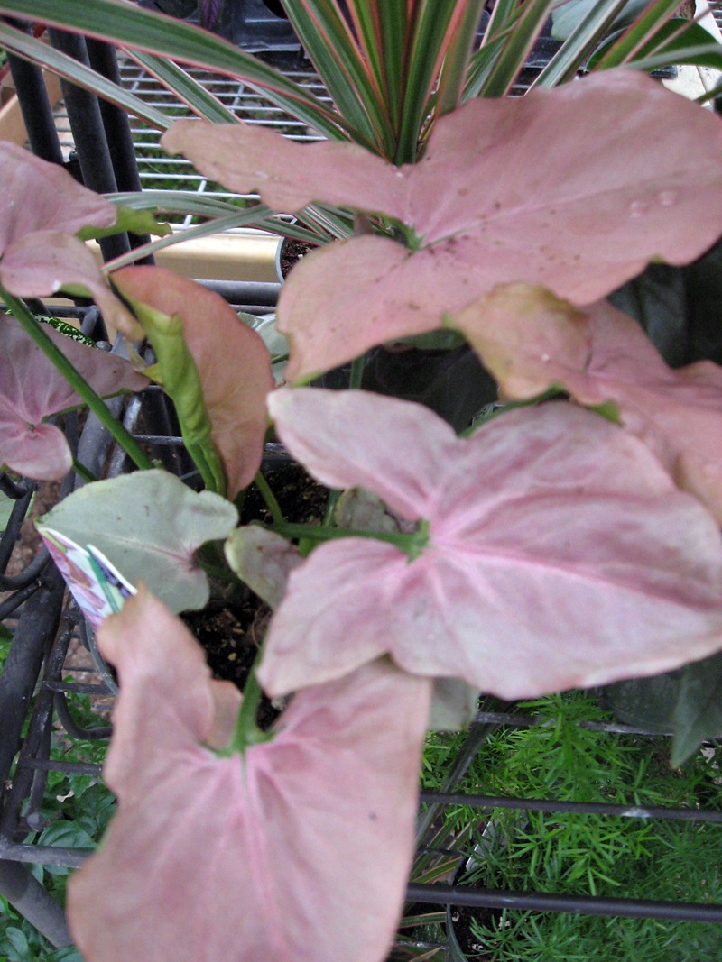 Albert Parsons/For the Sun
An arrowhead vine has heart-shaped leaves, often in unusual colors.