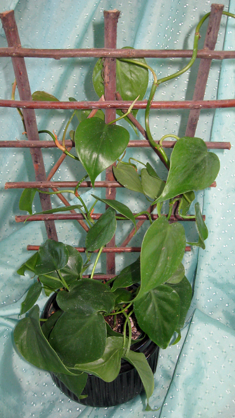 Albert Parsons/For the Sun
The peperomia ‘Watermelon’ has leaves perfectly shaped for Valentine’s Day.