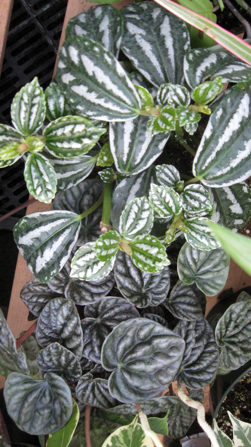 Albert Parsons/For the Sun
The heart-leaf philodendron has leaves shaped in perfect heart form.
