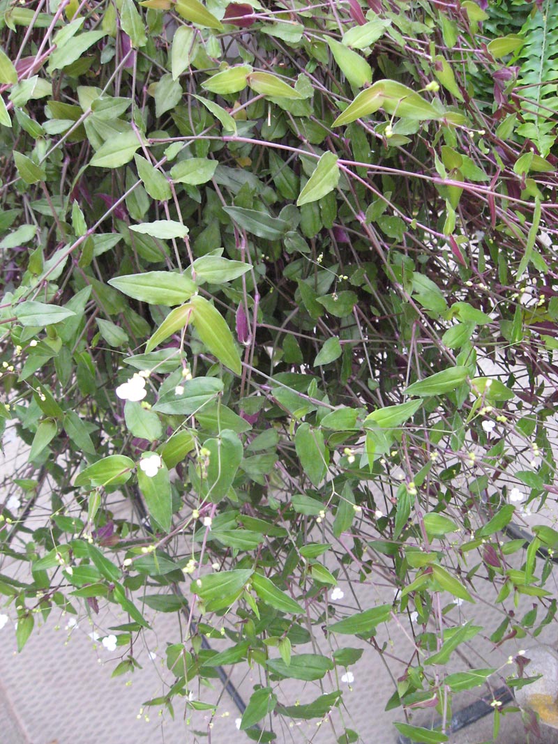 Albert Parsons/For the Sun
A bridal veil plant provides a light airy specimen to the interior landscape.