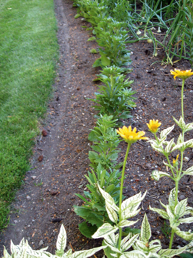 Albert Parsons/For the Sun
The line between the turf and vegetable patch is neatly edged.
