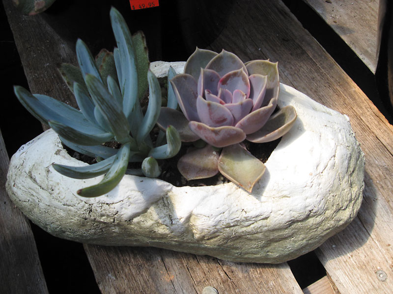 Albert Parson for The Brandon Sun
This small oblong hypertufa container holds a couple of succulents.