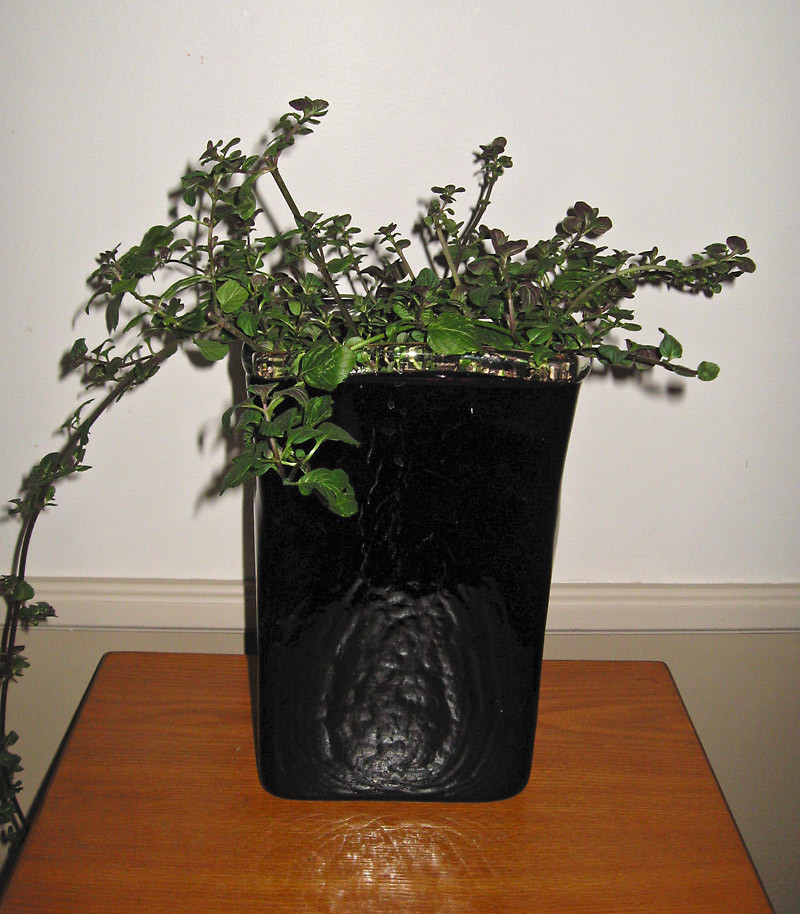 Albert Parsons/For the Sun
This tall black vase contains orange oregano which is not only attractive but aromatic.