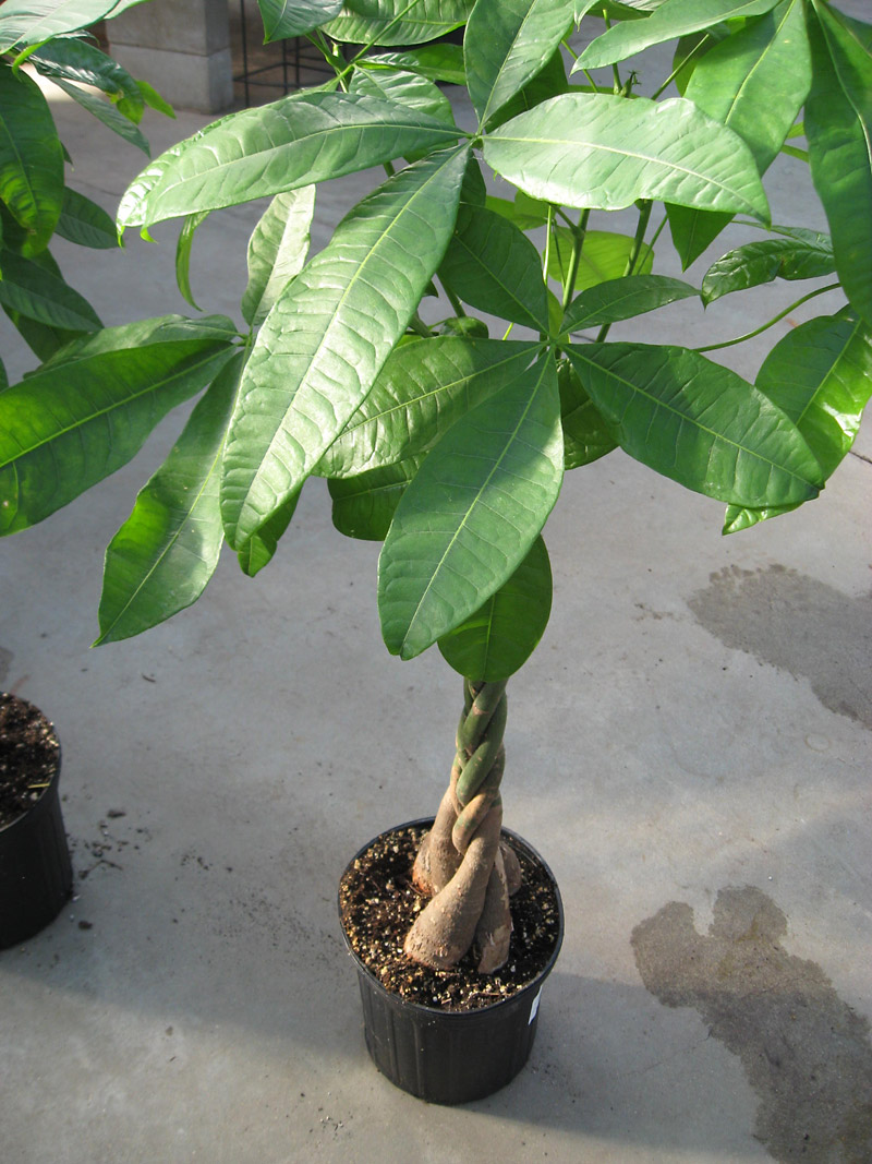 Albert Parsons/For the Sun
The money tree is the most commonly available plant in garden centers with a braided stem.