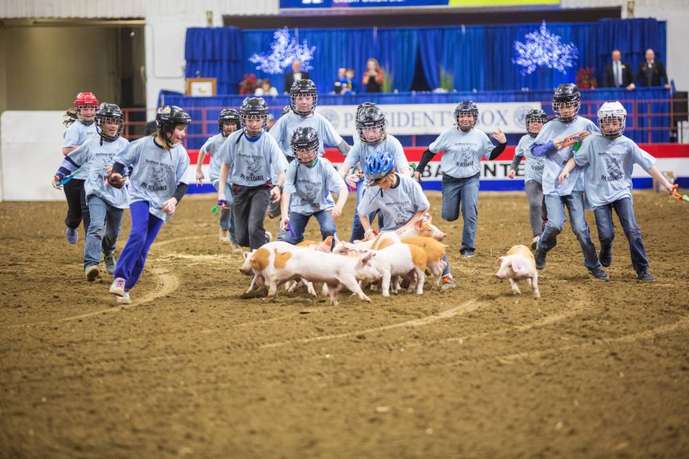 Animal welfare groups call for end to Winter Fair scrambles Brandon Sun