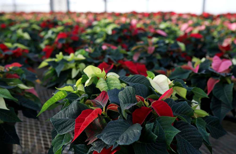 As of Dec. 8, Prairie Mountain Health declared that poinsettias — a staple of Christmas for many — were no longer allowed in their facilities. Irene Armitage, 94, misses her poinsettia and is pushing to get her plant back in her residence and continue her close to five-decade-long tradition. (File)