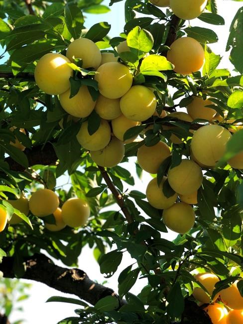 This August 2018 photo shows yellow plums in Bedford, N.Y. In the last warm weeks of summer, it's hard to imagine that all of today's tomatoes and corn and peaches will be but memories in just a couple of months. With a bit of forethought, and a bit of time, we can safeguard some of this magnificent produce and draw upon it all winter long. When you preserve food, you are using techniques to stop its natural decomposition, killing or preventing the growth of microbes. (Katie Workman via AP)