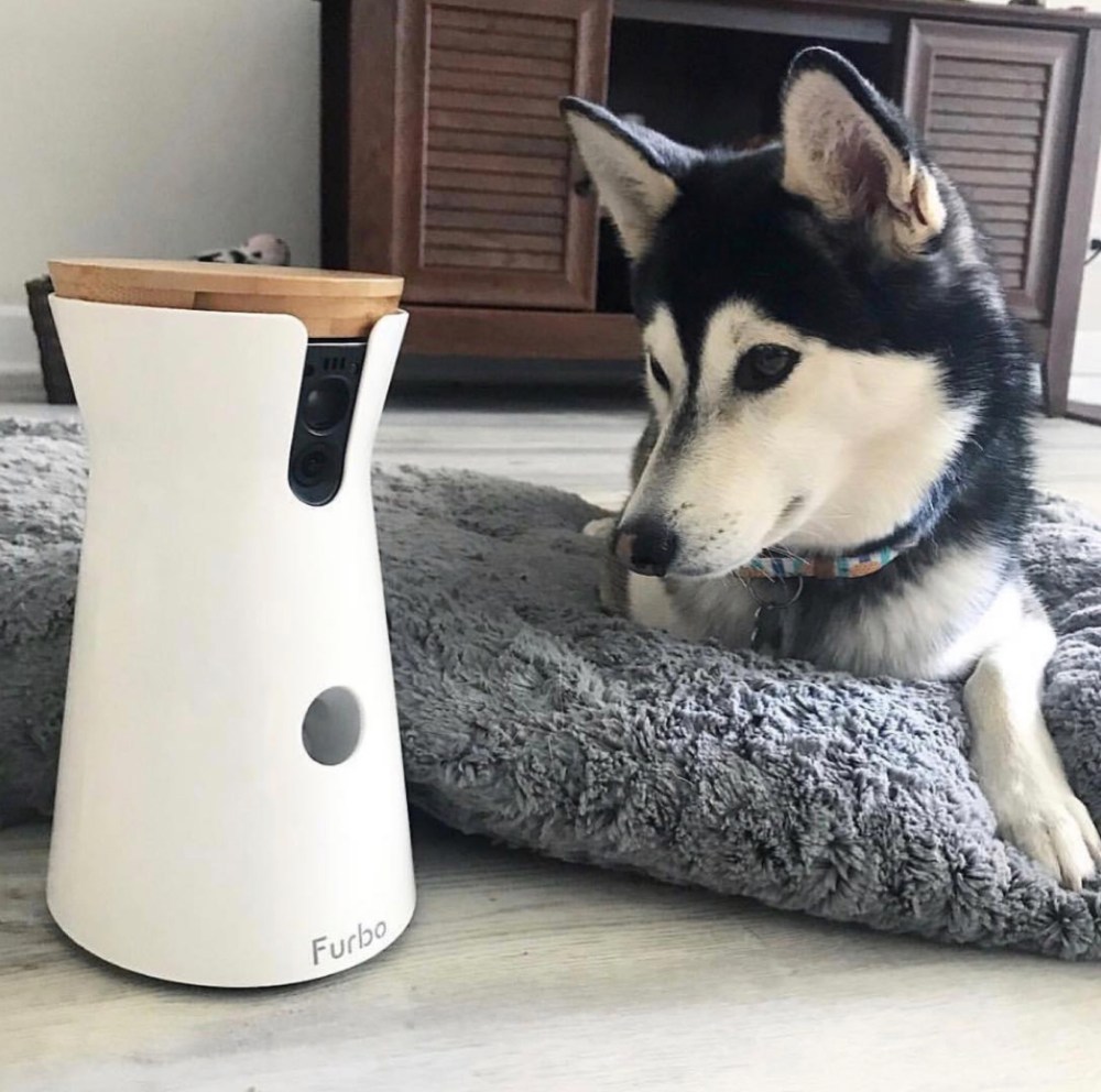 photo from instagram, @furbodogcamera / @minihuskyy