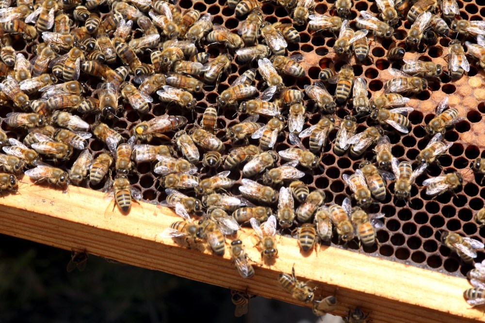 A hive of Wendell Honey bees are seen at one of their locations between Roblin and Russell. The queen is marked with a yellow dot on her head. (Tyler Clarke/The Brandon Sun)