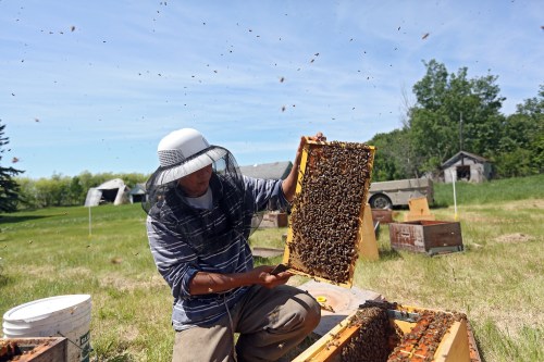 Wendell Honey employee Edwin Villanueva shows off a hive of bees between Roblin and Russell. (Tyler Clarke/The Brandon Sun)