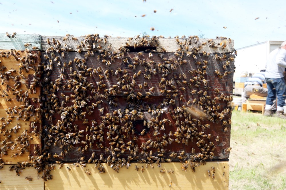 Wendell Honey bees are seen on the exterior of a stack between Roblin and Russell. (Tyler Clarke/The Brandon Sun)