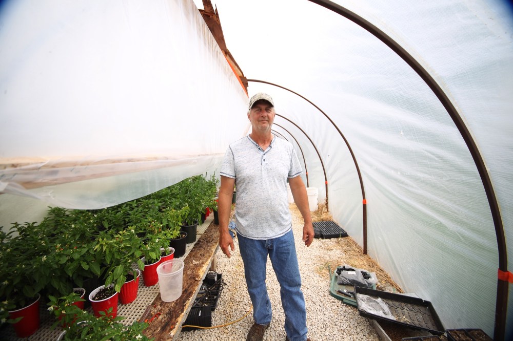 Terry Durham inside of his greenhouse where he is currently grows tomatoes and chili peppers. (Michael Lee/The Brandon Sun)