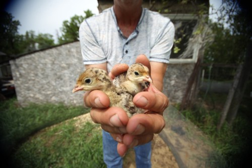Terry Durham holds a pair of newly-hatched Narragansett turkeys at his hobby farm near Holland. (Michael Lee/The Brandon Sun)