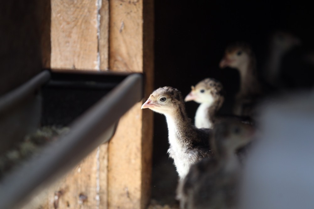 Terry Durham recently started raising Narragansett turkeys at his home near Holland, a breed the hobby farmer described as