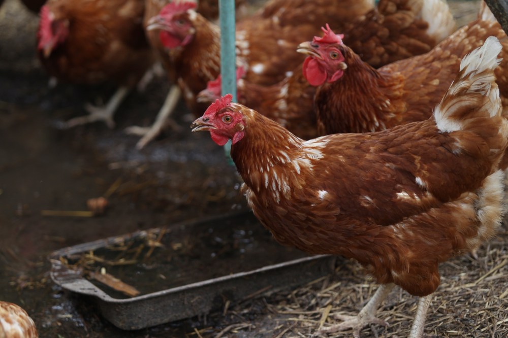 Chickens drink from a water fountain drawn from Terry Durham's well. (Michael Lee/The Brandon Sun)