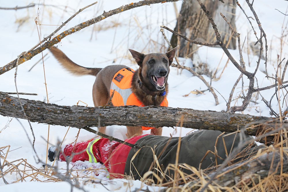 Search and rescue remains vigilant – Brandon Sun