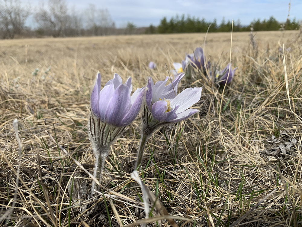The pandemic hasn’t stopped the flowers from blooming this year in Arden, the Crocus Capital of Manitoba. (Submitted)