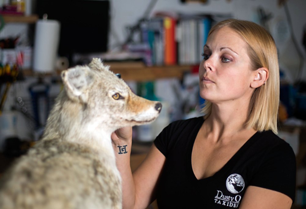 Chelsea Kemp/The Brandon Sun
Dusty Oaks Taxidermy owner Sabrina Ariss grooms a stuffed coyote she has been working on Oct. 30.