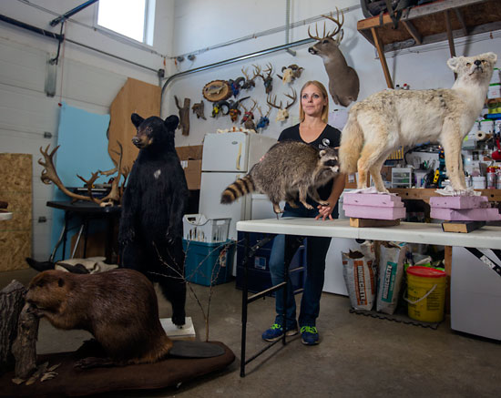 Chelsea Kemp/The Brandon Sun
Dusty Oaks Taxidermy owner Sabrina Ariss shows off her wares.