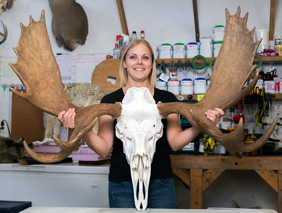 Chelsea Kemp/The Brandon Sun
Dusty Oaks Taxidermy owner Sabrina Ariss shows off a four-foot-wide moose skull she recently finished.