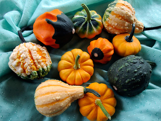 Submitted
The greater the variety of gourds, the more interesting the basket will be.