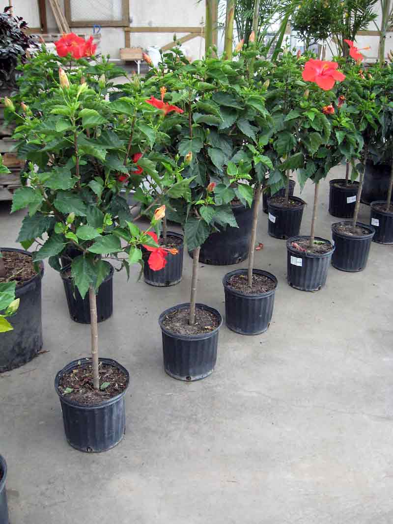 Alberta Parsons/For the Sun
Instead of buying a non-hardy standard such as one of these hibiscus, a better investment might be a top-grafted hardy shrub.