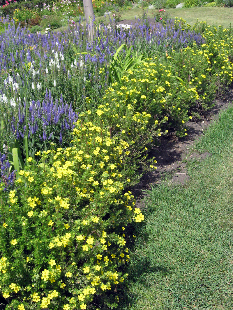 Albert Parsons/For the Sun
Potentilla is used as a short hedge around the outside of this flower border.