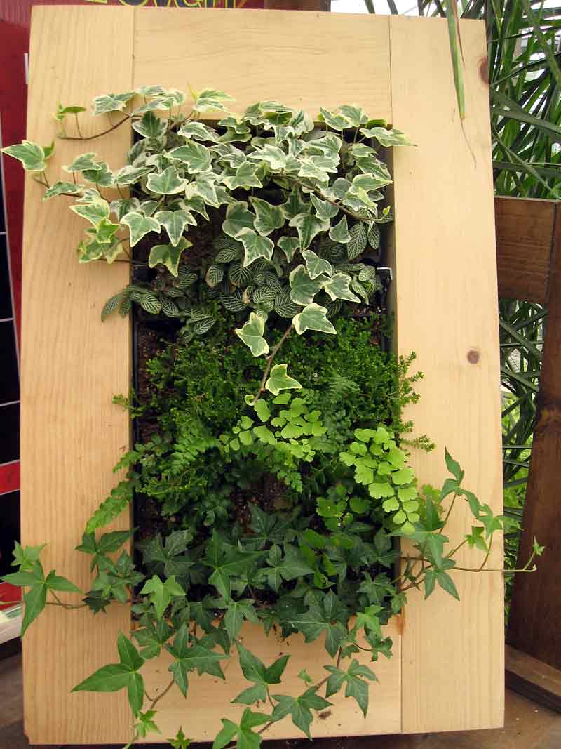Albert Parsons/For the Sun
The small living wall viewed at the Green Spot this past spring.