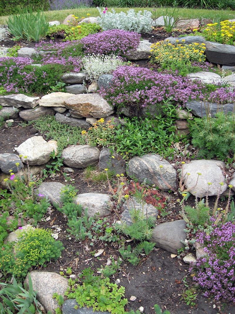 Albert Parsons/For the Sun
Creeping thyme is a good plant for a rock garden.