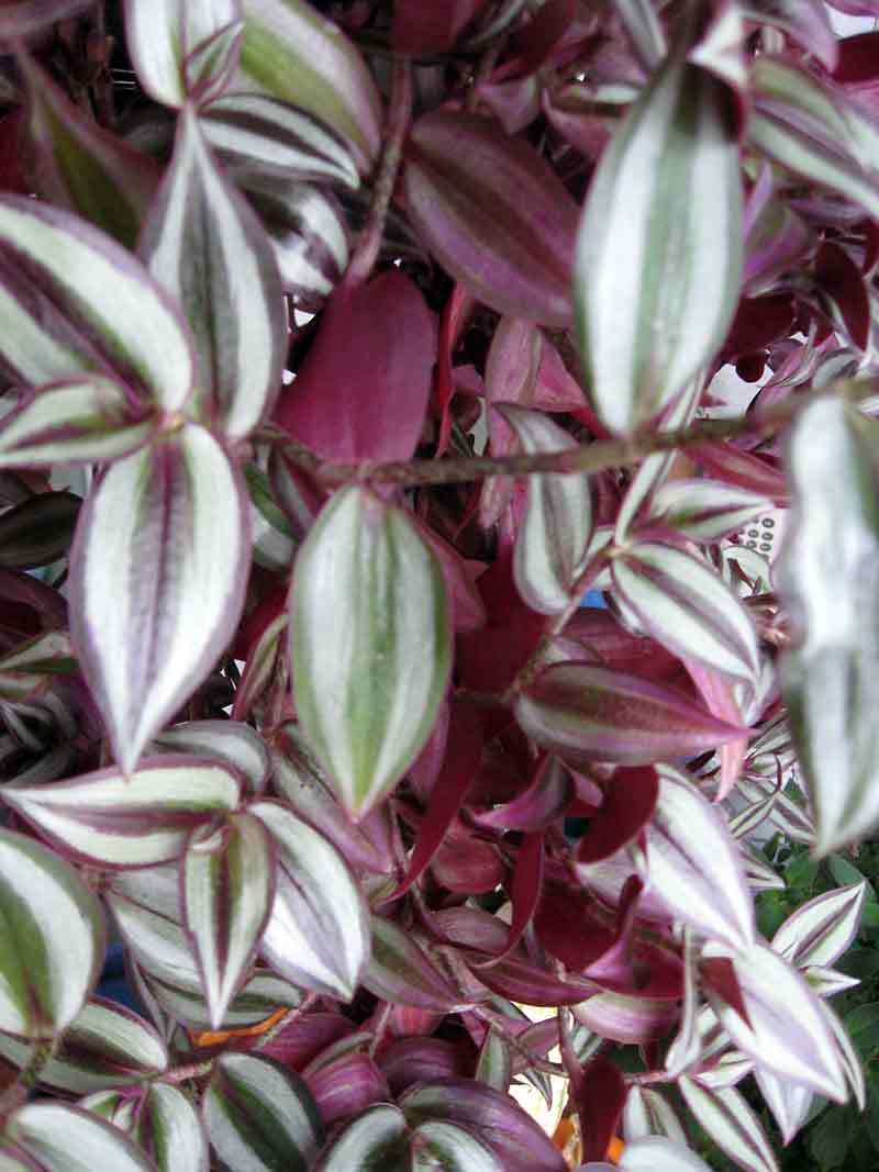 Albert Parsons/For the Sun
Tradescantia would be a suitable plant for a living wall.