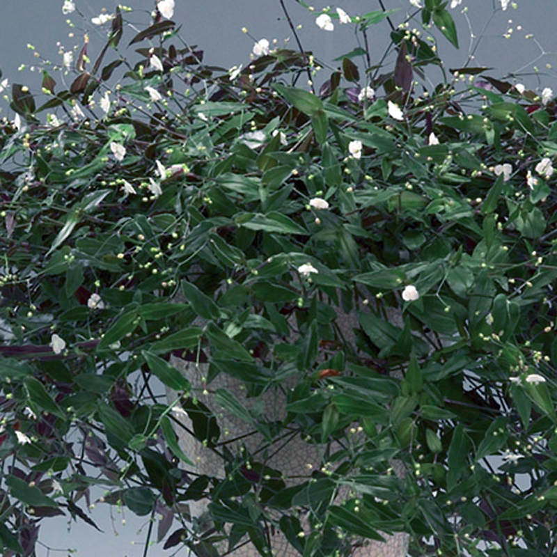 Albert Parsons/For the Sun
Bridal veil lends an airy soft note to an interior space.