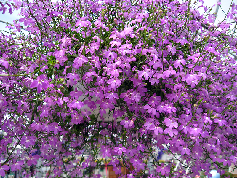 Albert Parsons/For the Sun
A hanging basket of rose lobelia makes a stunning display.