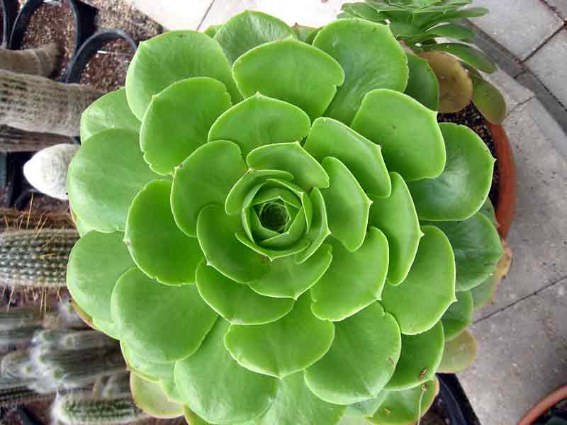 Albert Parsons/Brandon Sun
Many succulents, such as this echeveria, can be overwintered indoors,