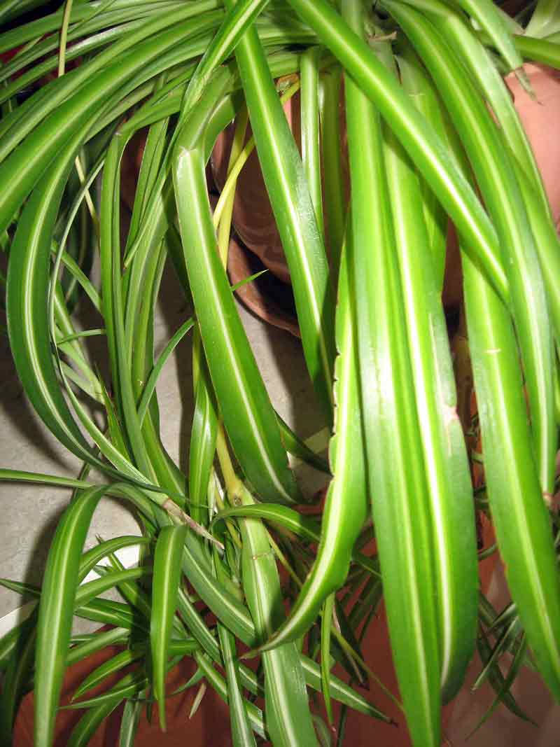 Albert Parsons/For the Sun
Pendulous spider plants would work in a living wall.