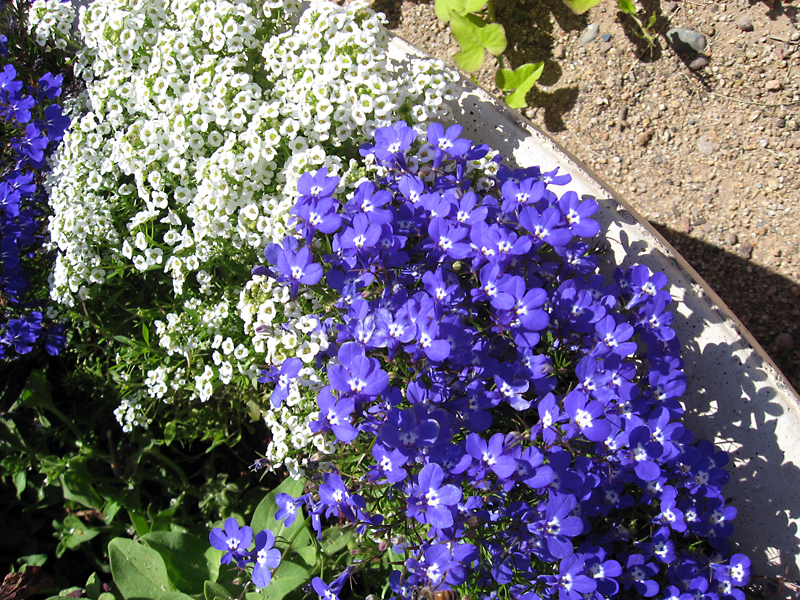 Albert Parsons/For the Sun
Lobelia makes a nice edging plant; here it is combined with sweet alyssum.
