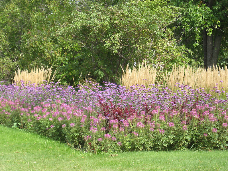 Albert Parsons/For the Sun
Tall plants, such as cleome, can be used to edge borders that contain tall perennials so that the sense of scale is appropriate.