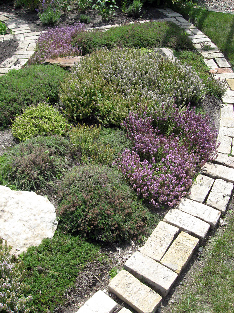 Thyme is right at home in an herb garden.