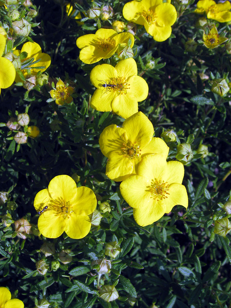 Albert Parsons/For the Sun
Nothing rivals the brilliance of golden-yellow potentilla blossoms.