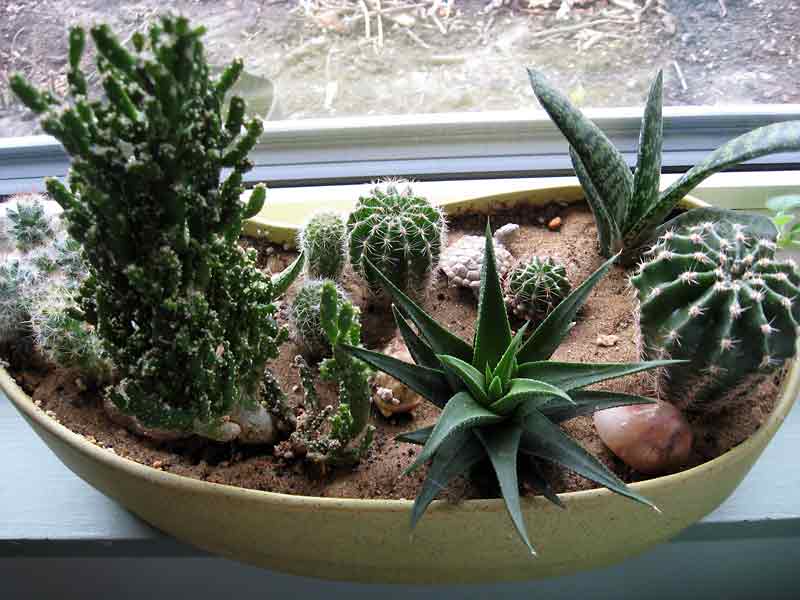 Albert Parsons/Brandon Sun
Planting several cacti and succulents into a dish garden saves windowsill space.