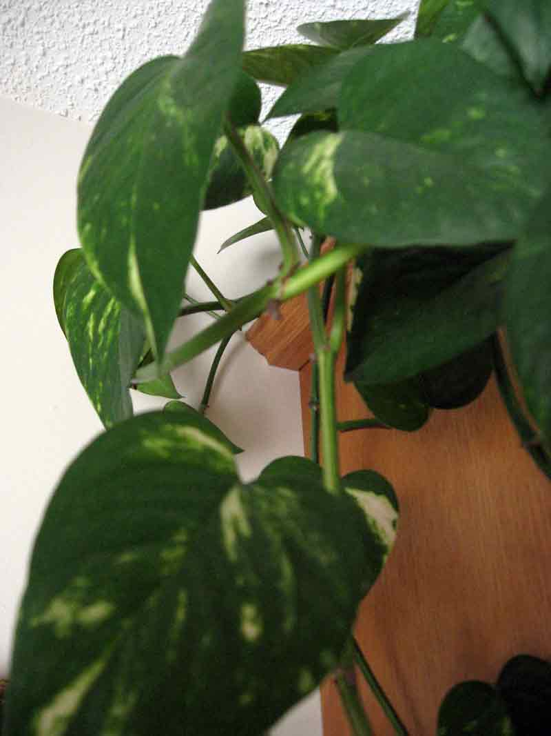 Albert Parsons/For the Sun
Pothos would be particularly suitable for a living wall in a low light location.