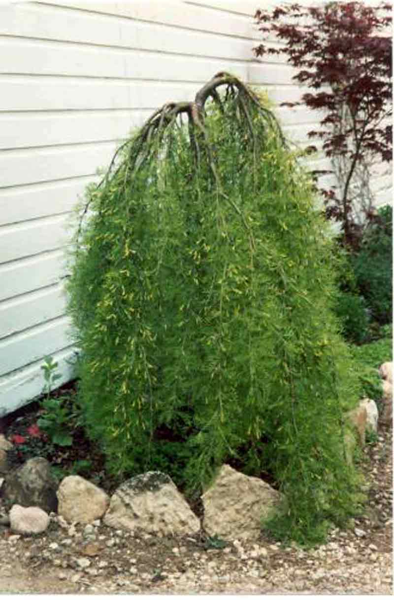 Albert Parsons/For the Sun
Walker’s Caragana would be a creeping groundcover if not top-grafted onto a sturdy trunk.