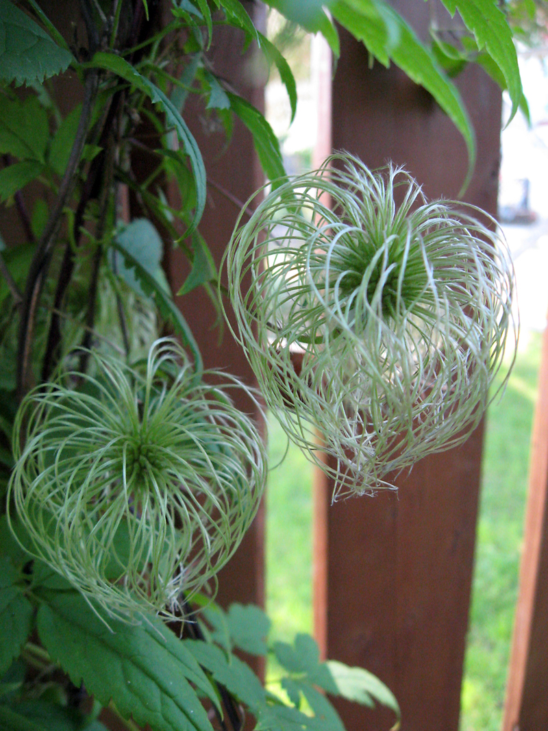 Albert Parsons/For the Sun
The reason for the common name of Traveller’s Joy is evident when the seed heads appear; the vine is commonly called Old Man’s Beard.