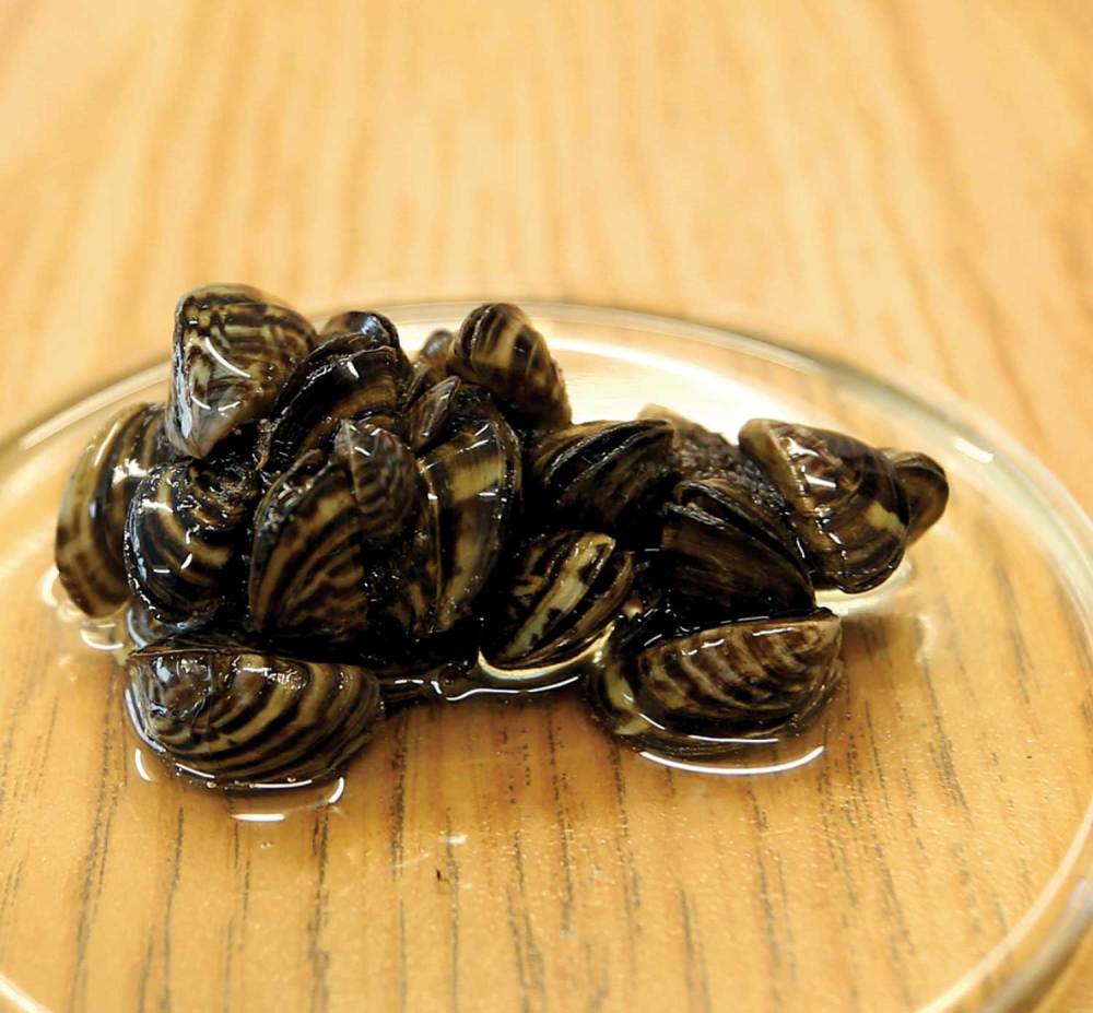 Larger than life: Mature zebra mussels measure only a few centimetres in length.