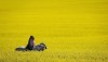 Riders and their horses pass through a canola field as they take an afternoon trail ride near Cremona, Alta., Tuesday, July 19, 2016. THE CANADIAN PRESS/Jeff McIntosh