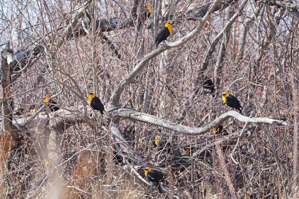 Yellow-headed blackbirds congregate in trees bordering a marsh north of Minnedosa on a sunny Wednesday. (Tim Smith/The Brandon Sun)