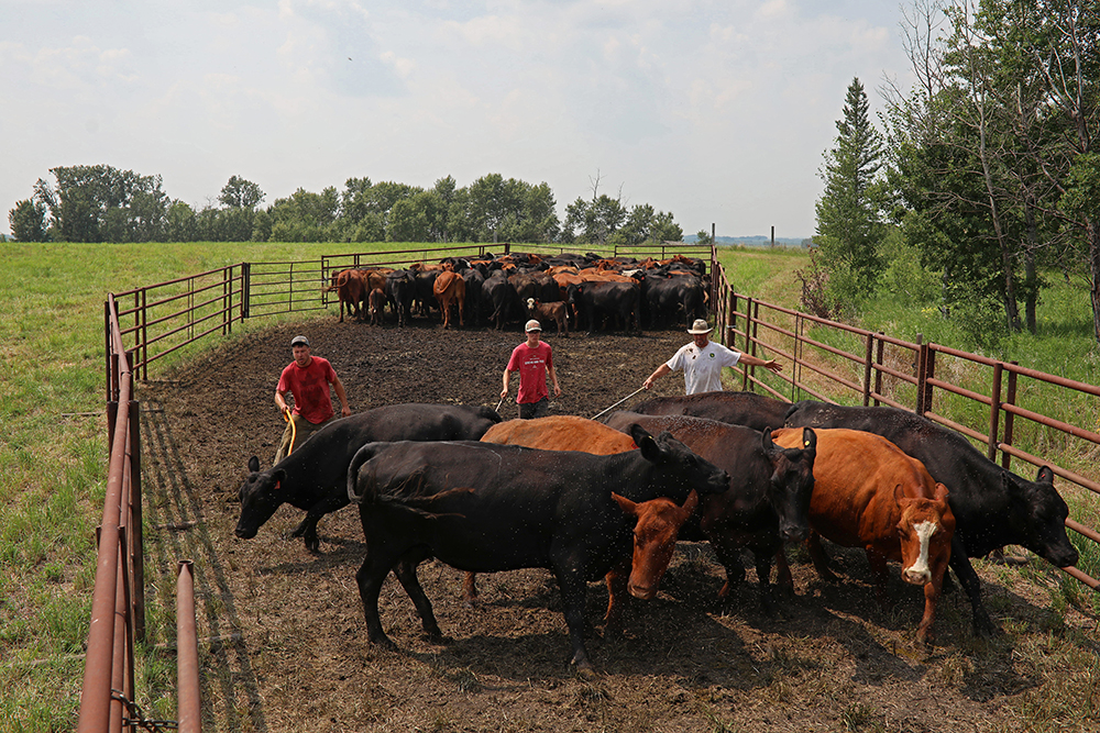 ROUND ‘EM UP Brandon Sun
